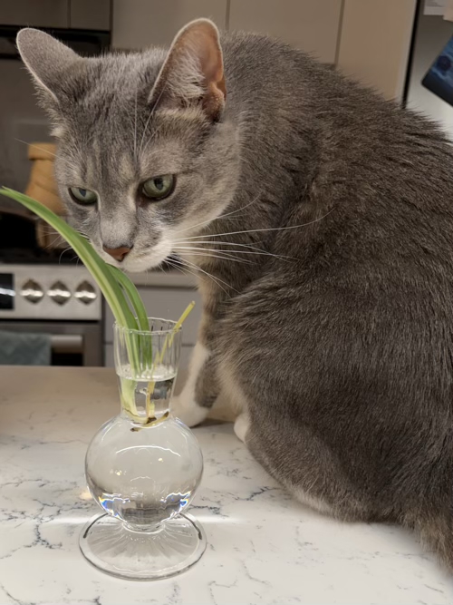Rayne with a spider plant cutting in a bud vase.